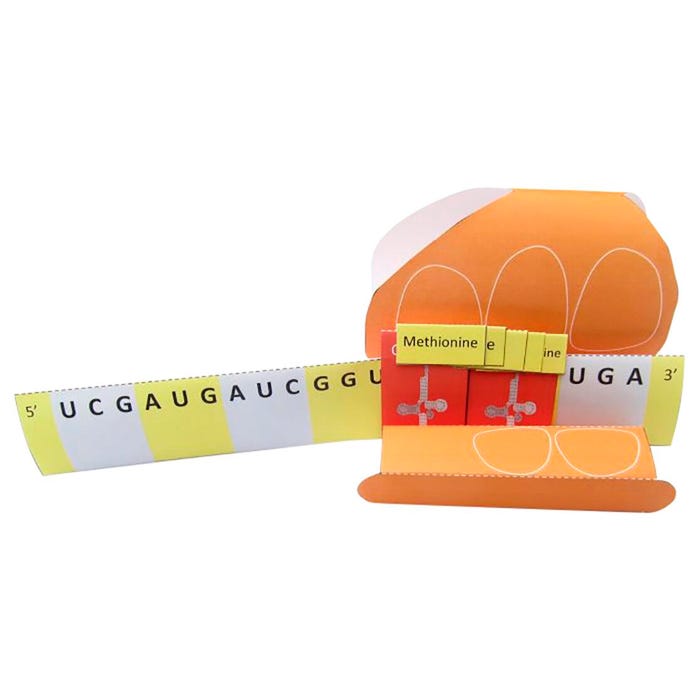 NewPath Learning Translation & Protein Synthesis 3-D Model Making Kit
