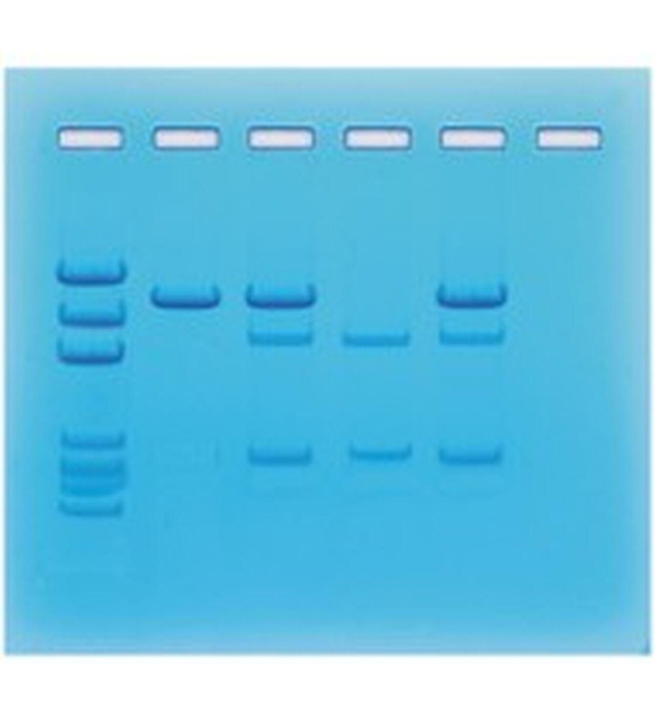Edvotek Cancer Gene Detection Kit