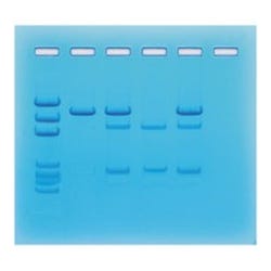 Edvotek Cancer Gene Detection Kit
