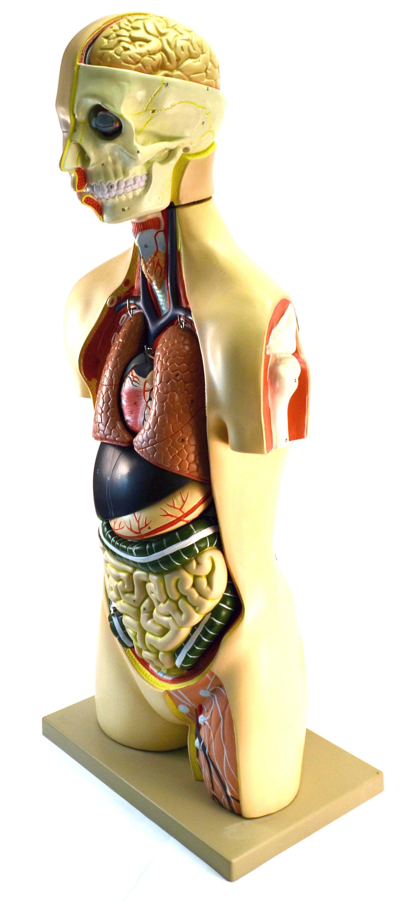 Lab and Anatomical Models, Item Number 1561468