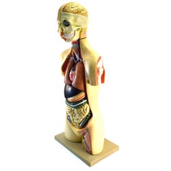 Lab and Anatomical Models, Item Number 1561468