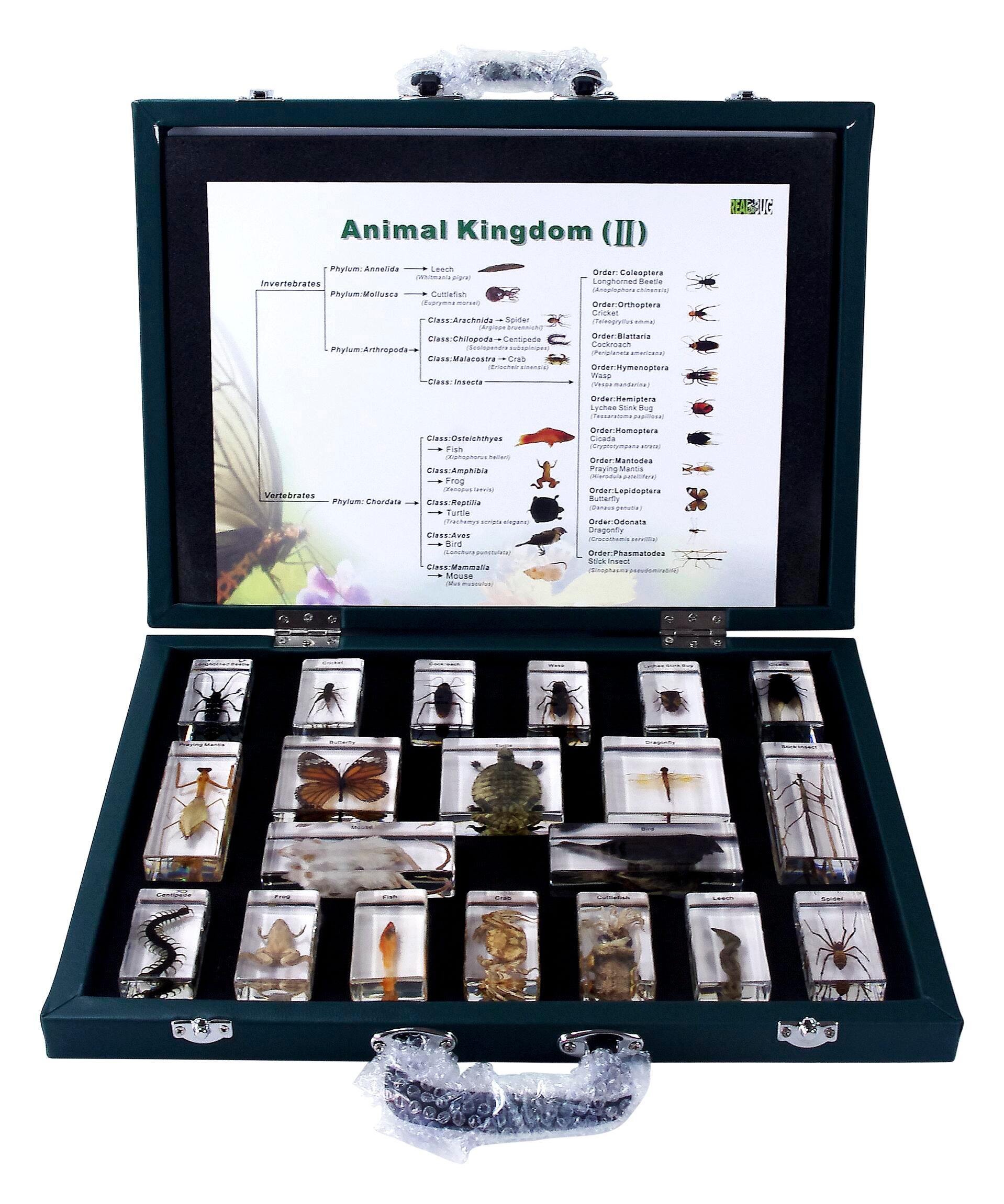 Preserved Specimen, Item Number 1368367