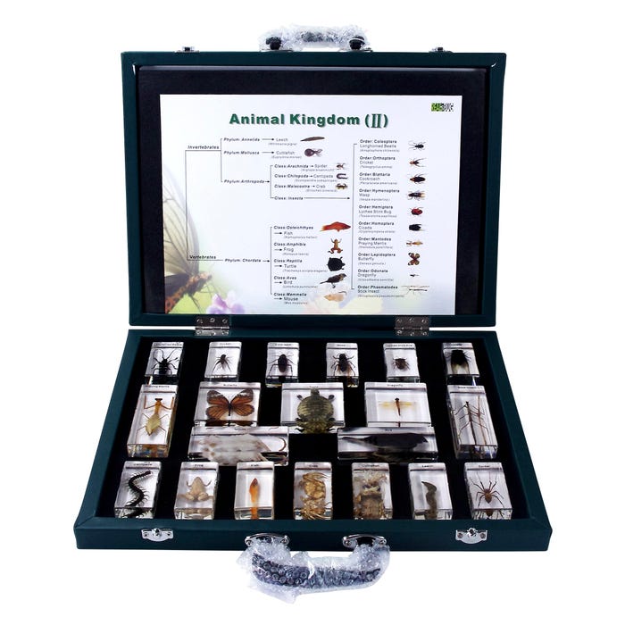 Real Bug Animal Kingdom II Acrylic Mold, Set of 20