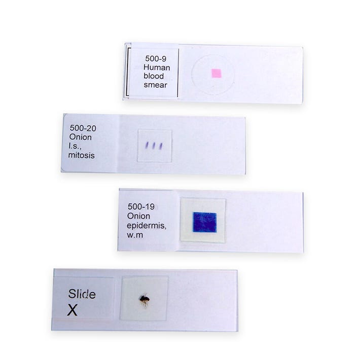 United Scientific Lilac Syringa Vulgaris Leaf Prepared Microscope Slide