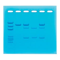 Edvotek Cancer Gene Detection Kit