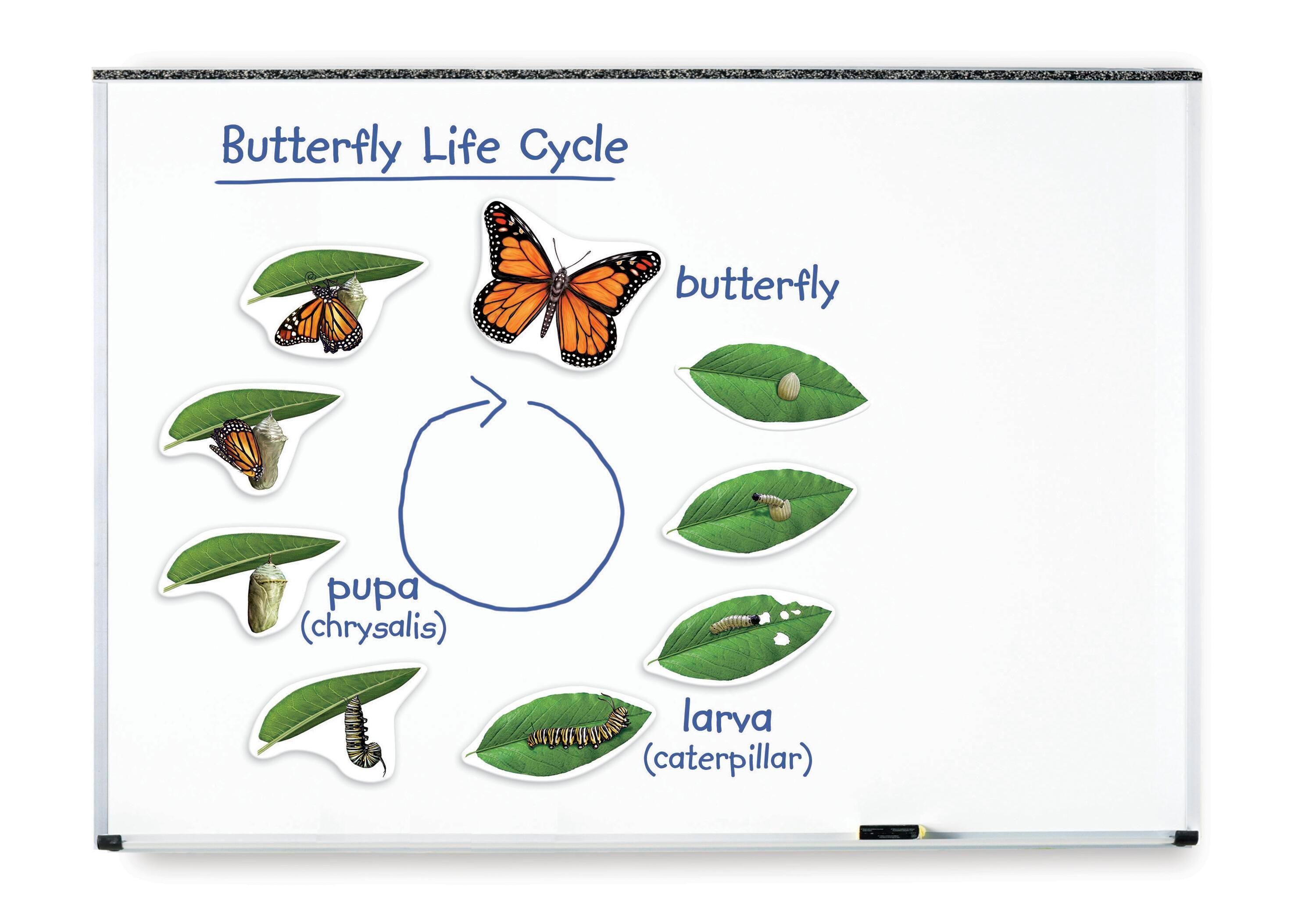 Learning Resources Giant Magnetic Butterfly Life Cycle Set, 9 Pieces 1397806
