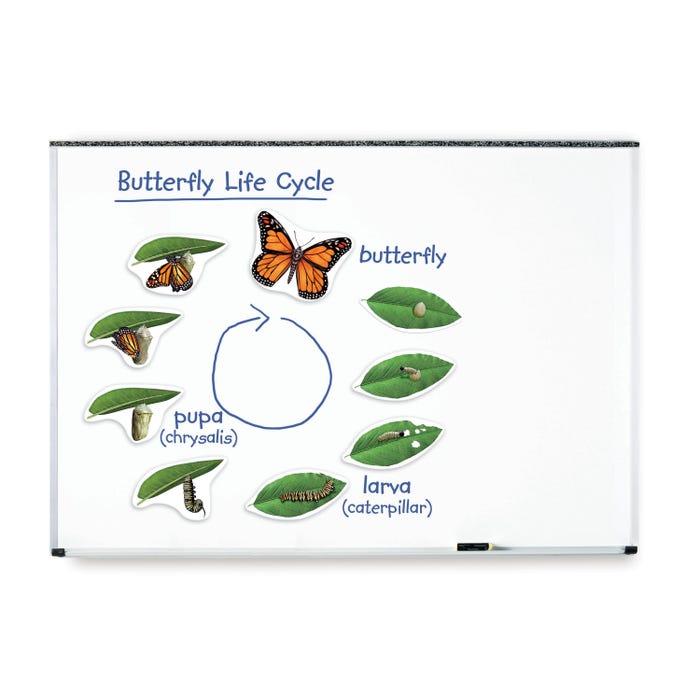 Learning Resources Giant Magnetic Butterfly Life Cycle Set, 9 Pieces