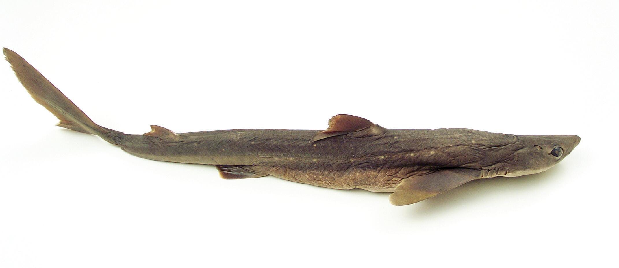 Image for Frey Scientific Choice Preserved Shark, Double Injected, 22 to 27 Inches, Vacuum Sealed from School Specialty