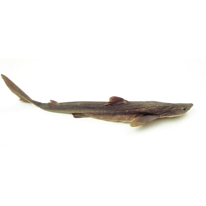 Frey Scientific Choice Preserved Shark, Double Injected, 22 to 27 Inches, Vacuum Sealed