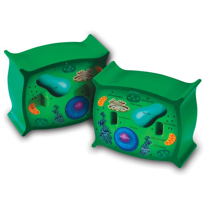 Learning Resources Cross-Section Plant Cell Model
