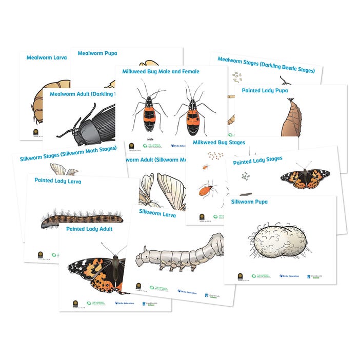 FOSS Insect Life Cycles Posters, Set of 14