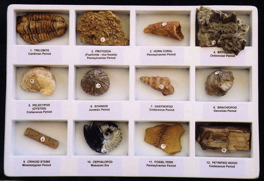 Geoscience Premium Fossil Collection, 12 Specimens with Accessories 077020