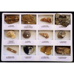 Geoscience Premium Fossil Collection, 12 Specimens with Accessories 077020