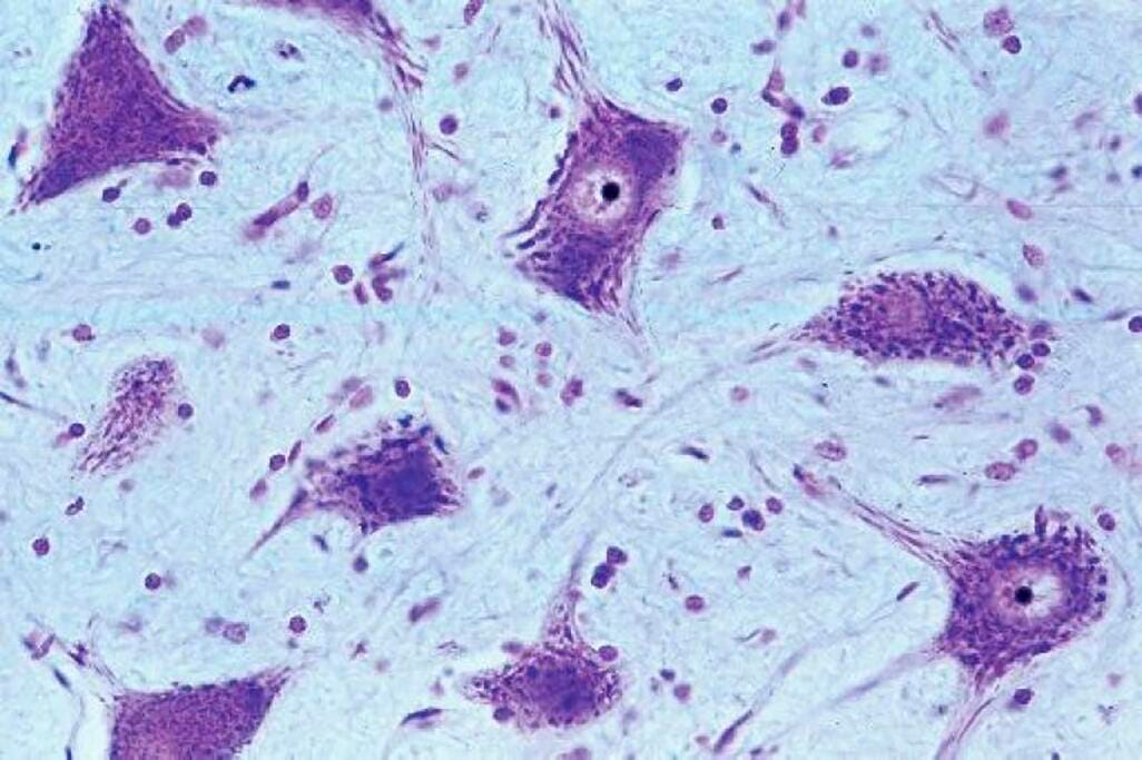 Johannes Lieder Human Histology Introductory Prepared Slides, Set of 6, Item Number 581434