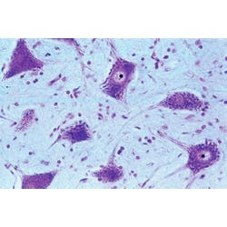 Johannes Lieder Human Histology Introductory Prepared Slides, Set of 6, Item Number 581434