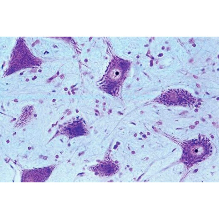 Johannes Lieder Prepared Microscope Slide, Human Histology, Set of 6