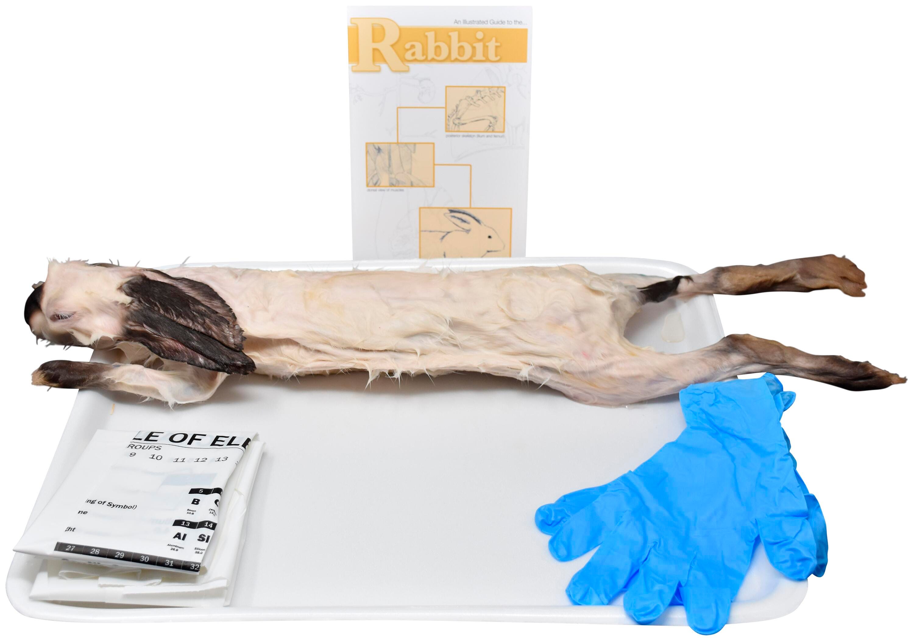Frey Choice Dissection Kit, Rabbit (DBL), Item Number 2041246