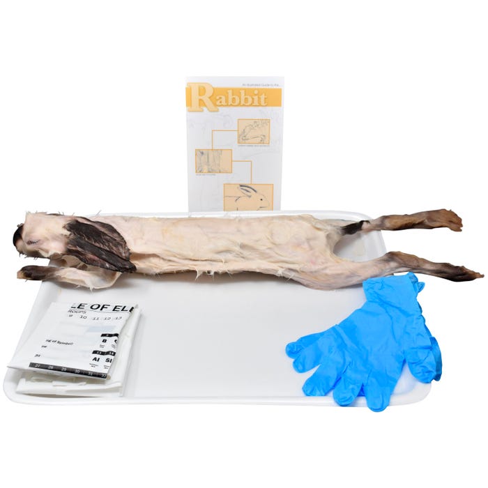 Frey Scientific Choice Preserved Rabbit Dissection Kit without Dissection Tools, Double Injected, Skinned, 16+ Inches