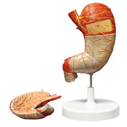 Walter Products Life-Size Stomach Model, 2 Parts