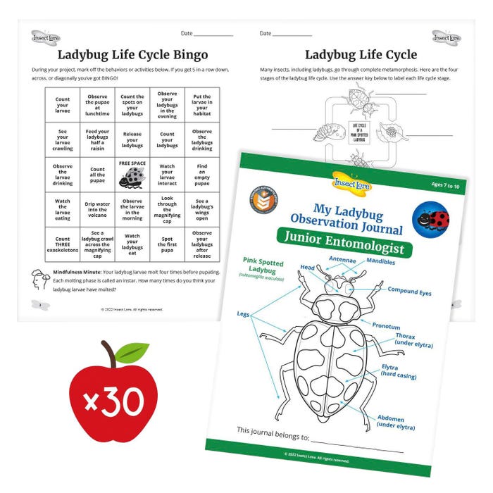 Insect Lore Ladybug STEM Activity Journal, Budding Entomologist, Pack of 30