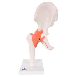 Lab and Anatomical Models, Item Number 576428