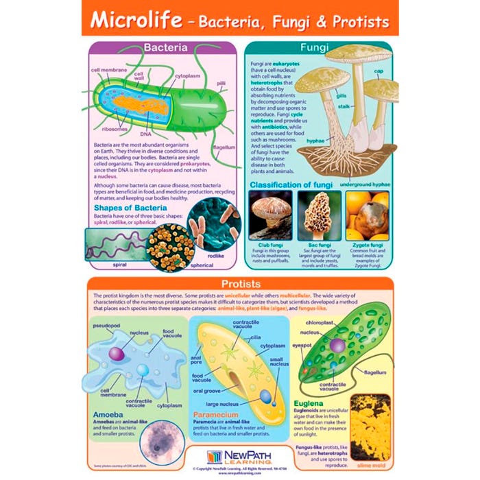 NewPath Learning Microlife Poster, Laminated
