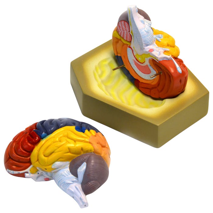 EISCO Colored Human Brain Model