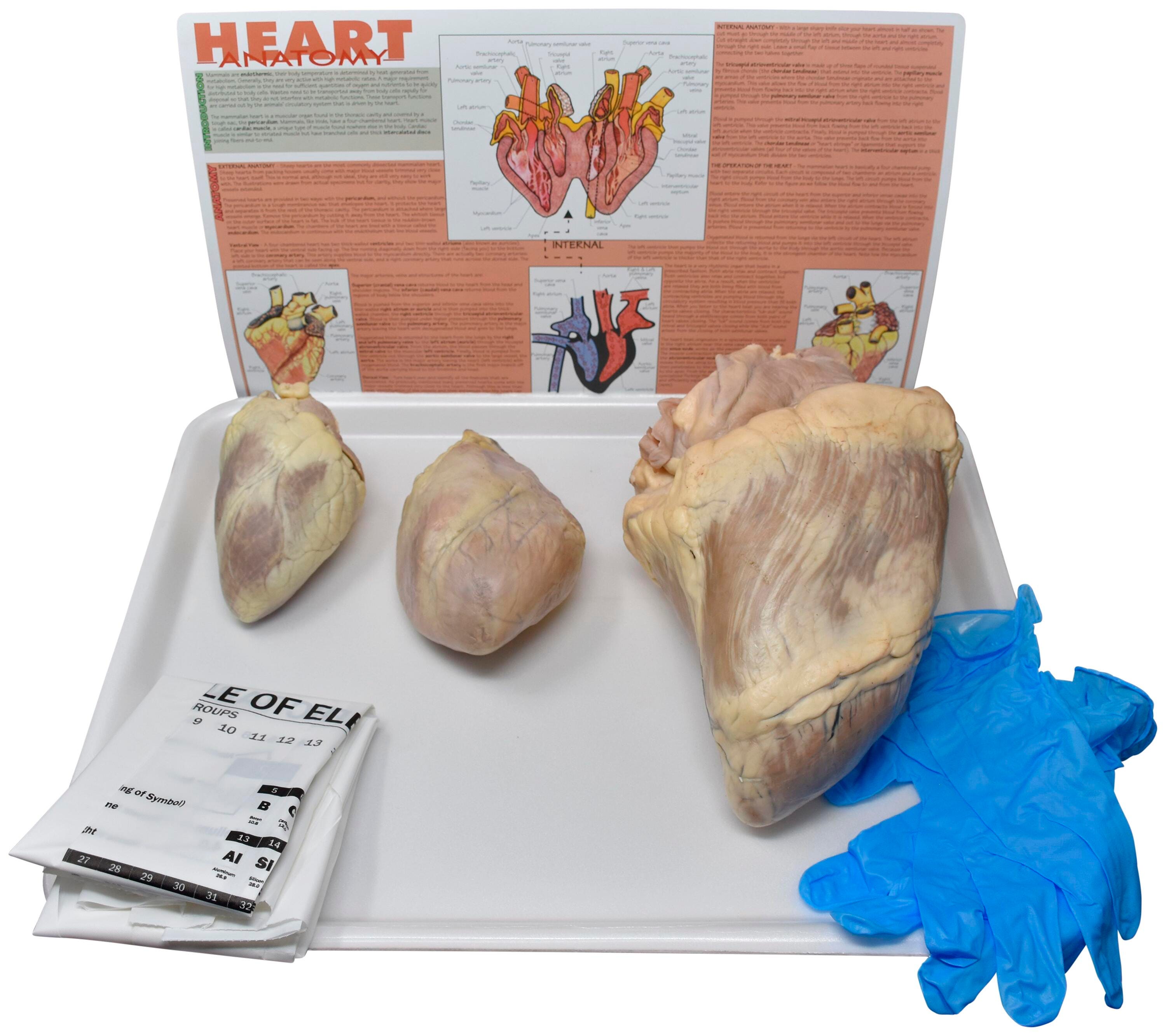Frey Choice Dissection Kit, Comparative Mammalian Hearts, Item Number 2041263