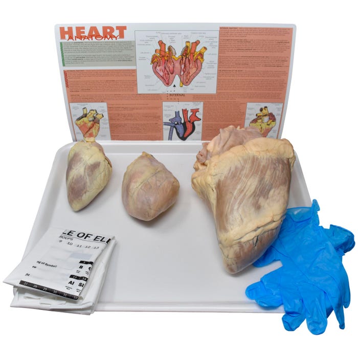 Frey Scientific Choice Mammalian Hearts Anatomy Dissection Kit without Dissection Tools
