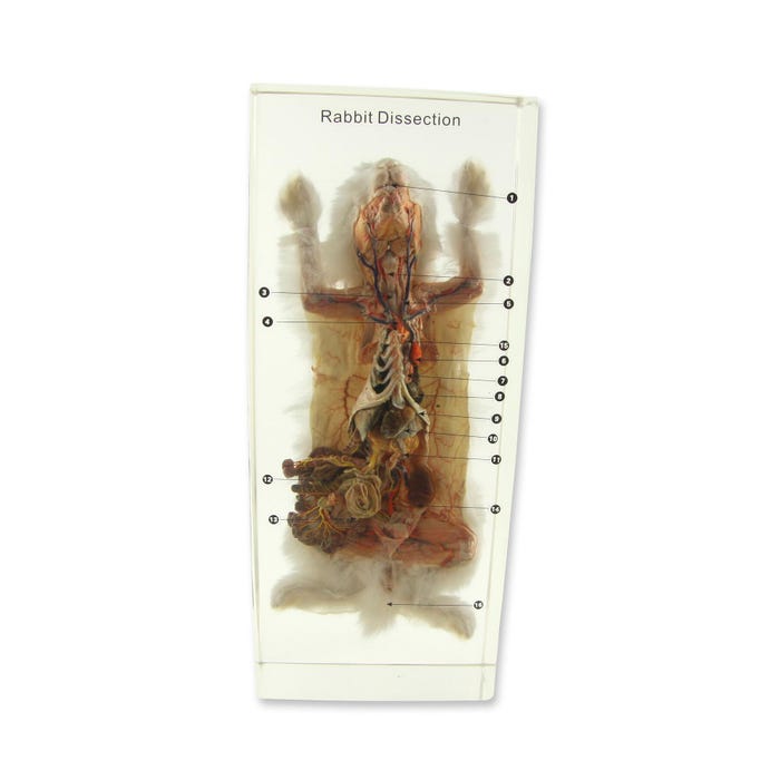 Ed Speldy Dissection Specimen Block - Rabbit