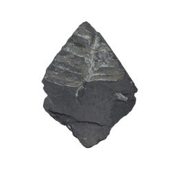 Delta Education Alethopteris Fossil, Pack of 2