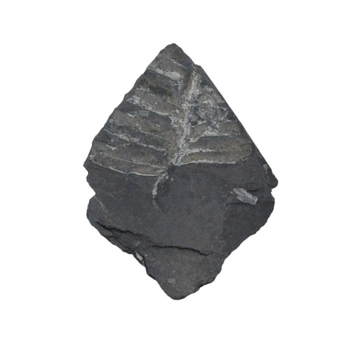 Delta Education Alethopteris Fossil, Pack of 2