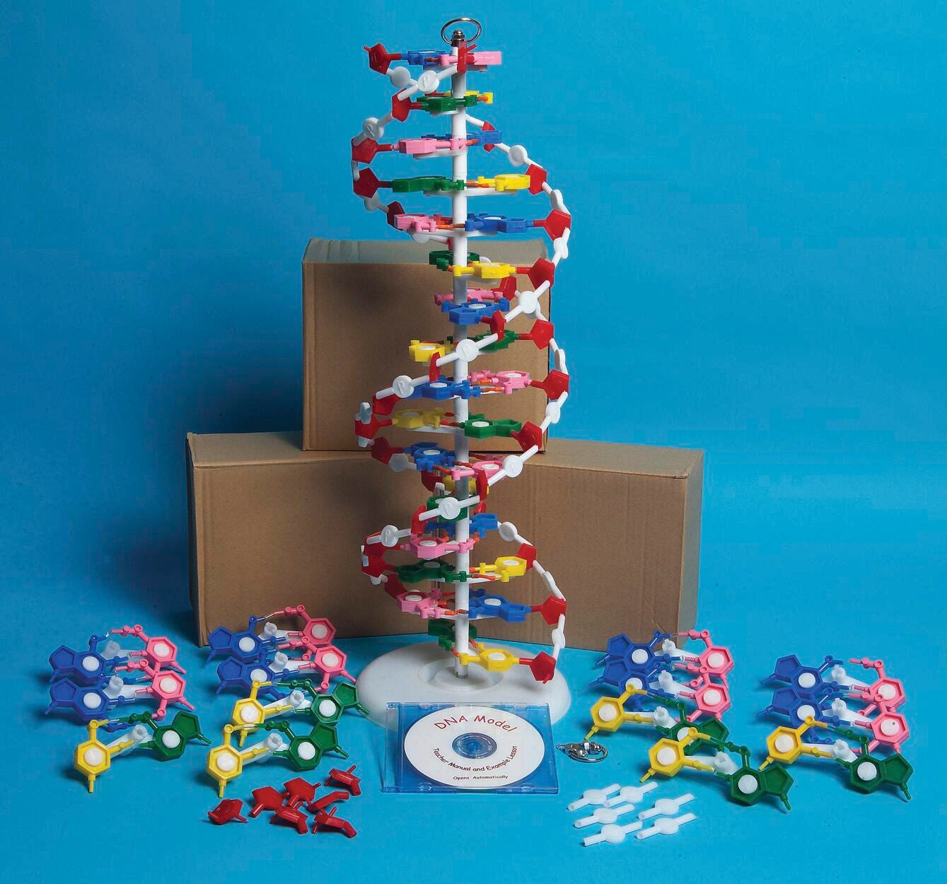 Frey Scientific DNA Model Set with Instructional CD, Set of 4, Item Number 1488767