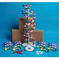 Frey Scientific DNA Model Set with Instructional CD, Set of 4, Item Number 1488767
