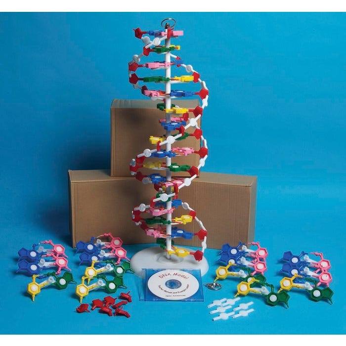 Frey Scientific DNA Model Set with Instructional CD, Set of 4