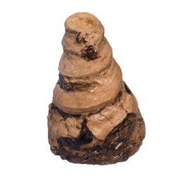Delta Education Horn Coral Fossil, Pack of 8