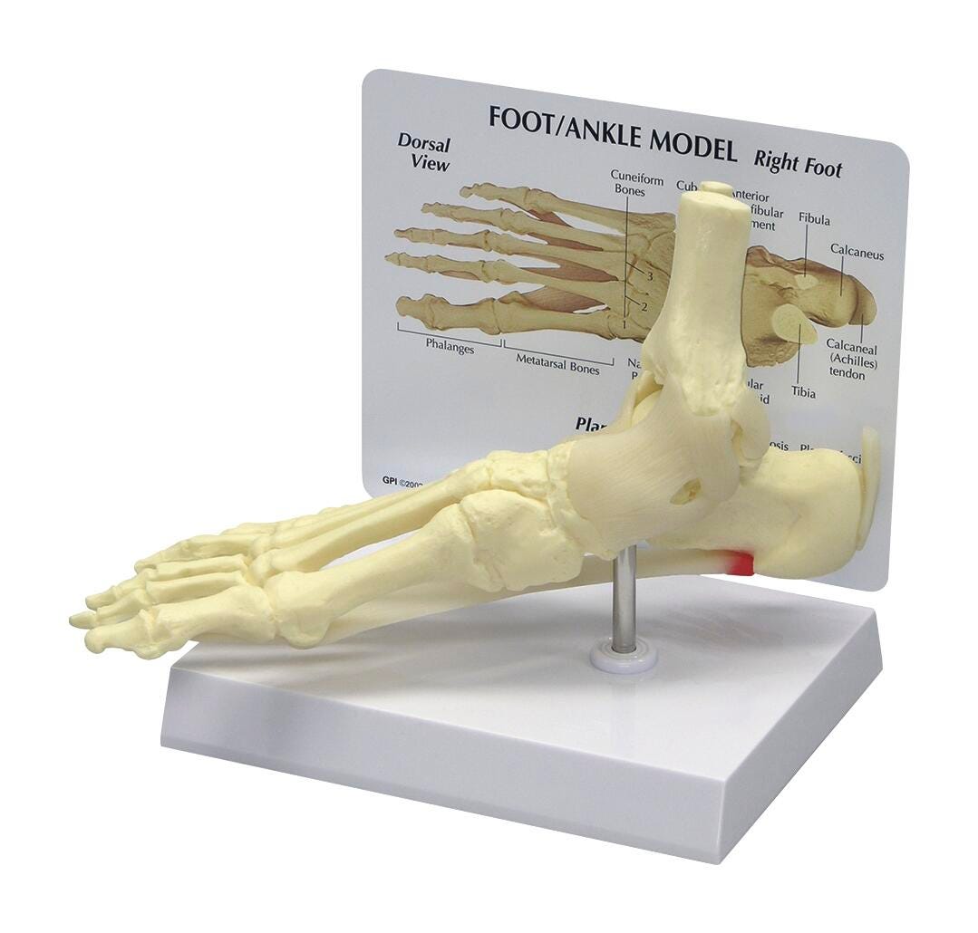 Image for Foot/Ankle Model - 9 in. x 3-1/4 in. x 2-1/2 in. from School Specialty