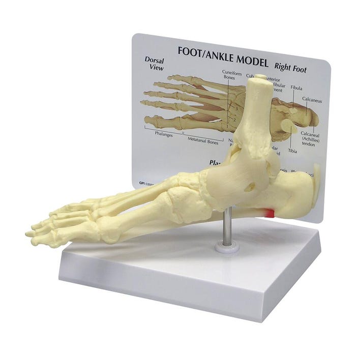 Gpi Anatomicals Foot/Ankle Model, 9 x 3-1/4 x 2-1/2 Inches