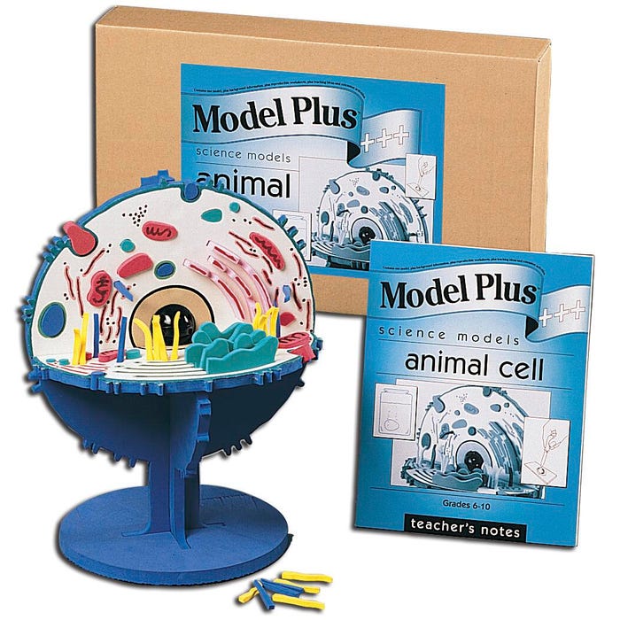 Foam Animal Cell Model