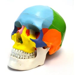 Eisco Labs Color Coded Skull Model