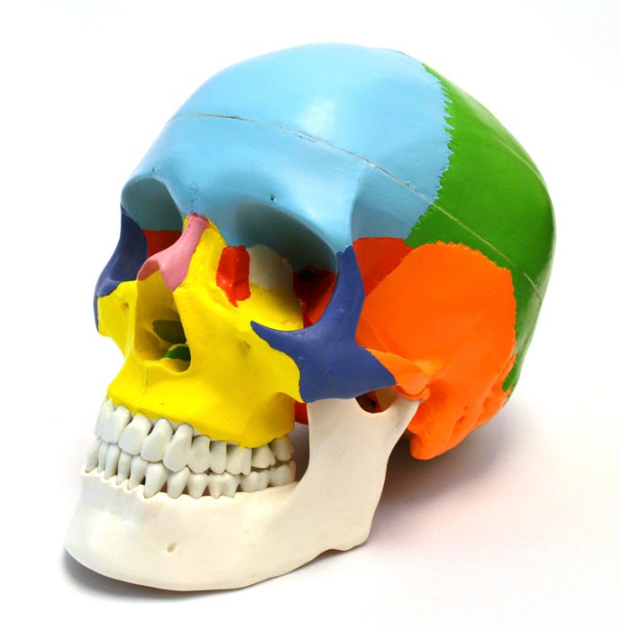 EISCO Color Coded Skull Model