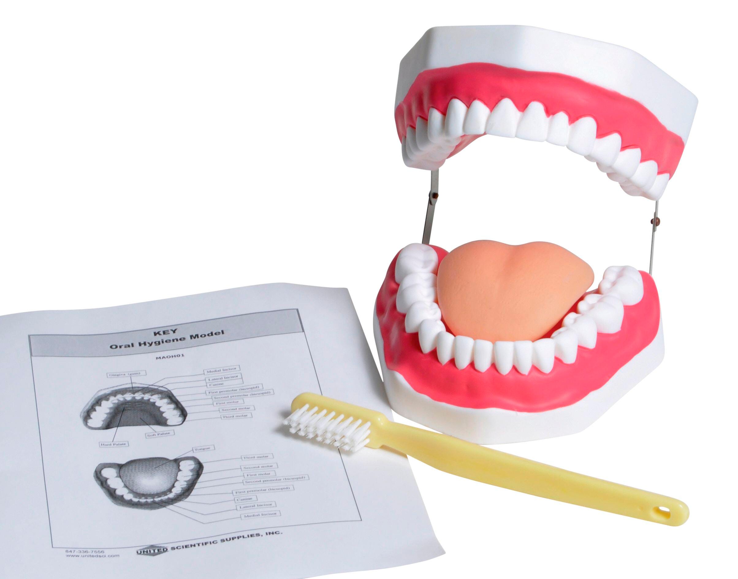 United Scientific Oral Hygiene Model, Item Number 2094386