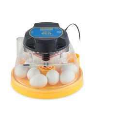 Incubation, Chick Hatching, Item Number 1577023