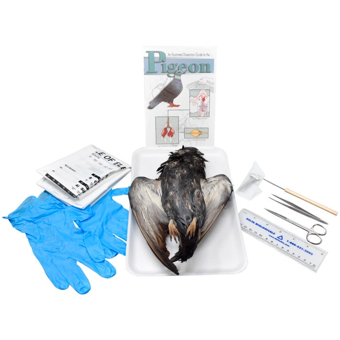 Frey Scientific Choice Preserved Pigeon with Dissection Tools, Double Injected
