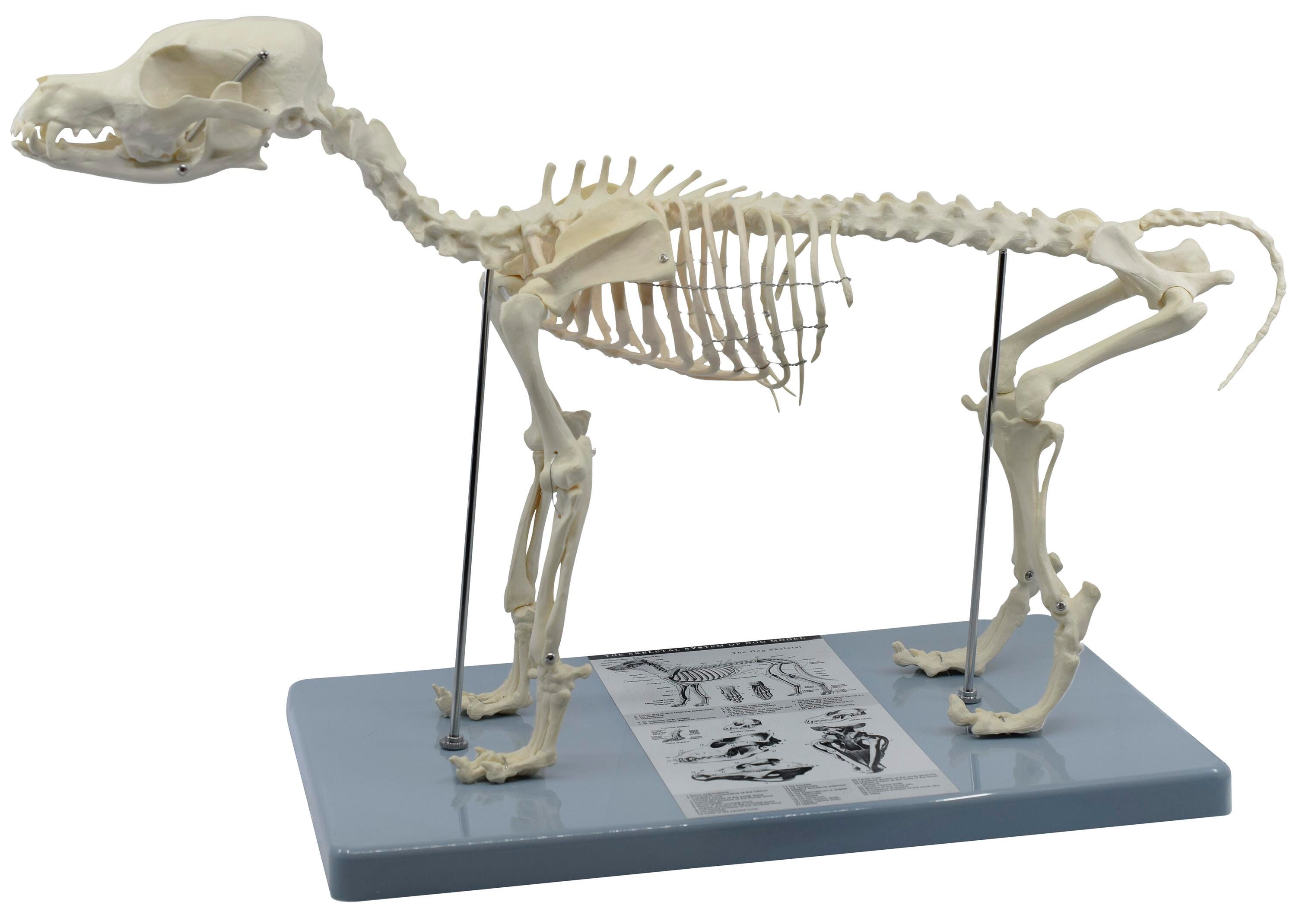 Eisco Labs Dog Skeleton Model, Item Number 2102939