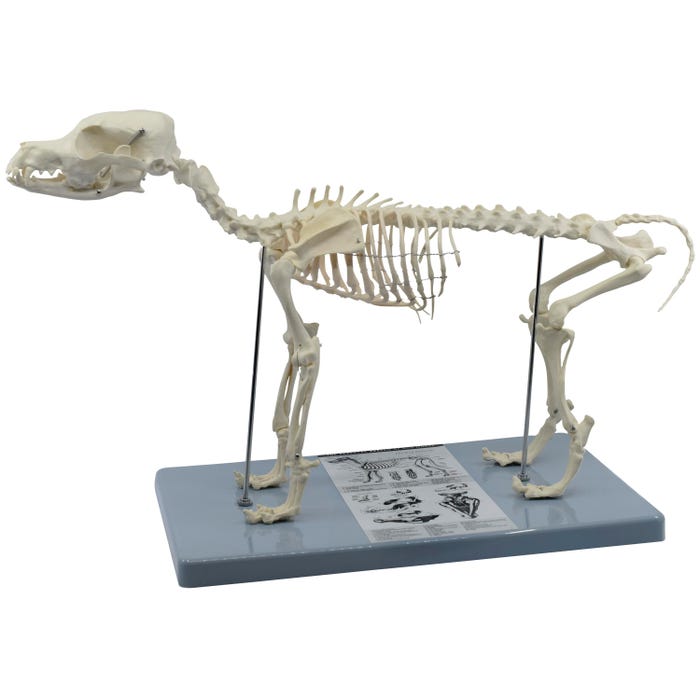 Eisco Labs Dog Skeleton Model
