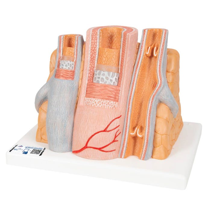 3B Scientific MICROanatomy Artery and Vein Model