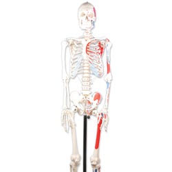 Lab And Anatomical Models, Item Number 1457343