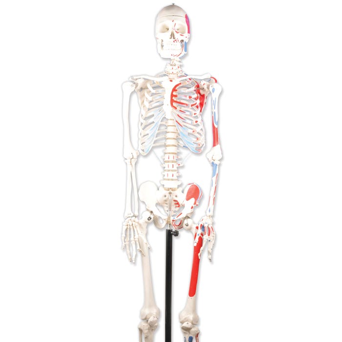 Eisco Human Skeleton Model with Painted Muscles - Rod Mounted