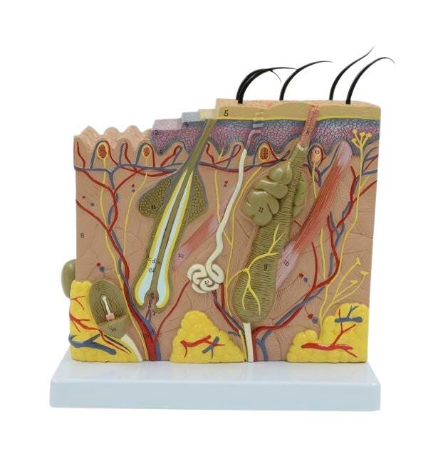 Image for United Scientific Skin Model, 70 Times Englarged from School Specialty